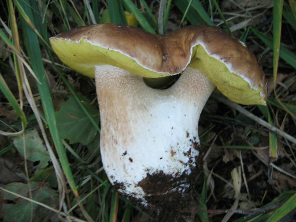 Boletus badius 